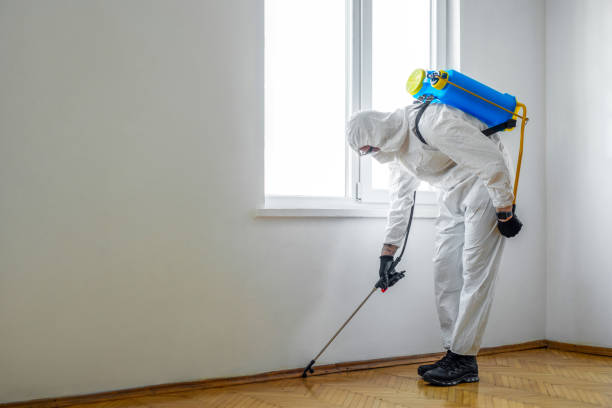 Best Affordable Pest Control Services  in Montegut, LA