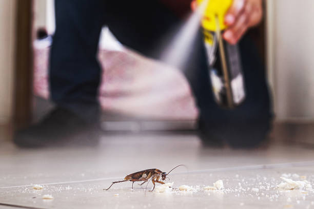 Best Residential Pest Control  in Montegut, LA