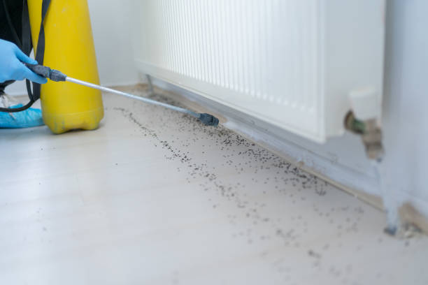 Best Local Pest Control Services  in Montegut, LA